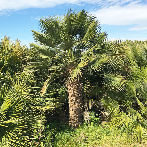 Chamaerops humilis