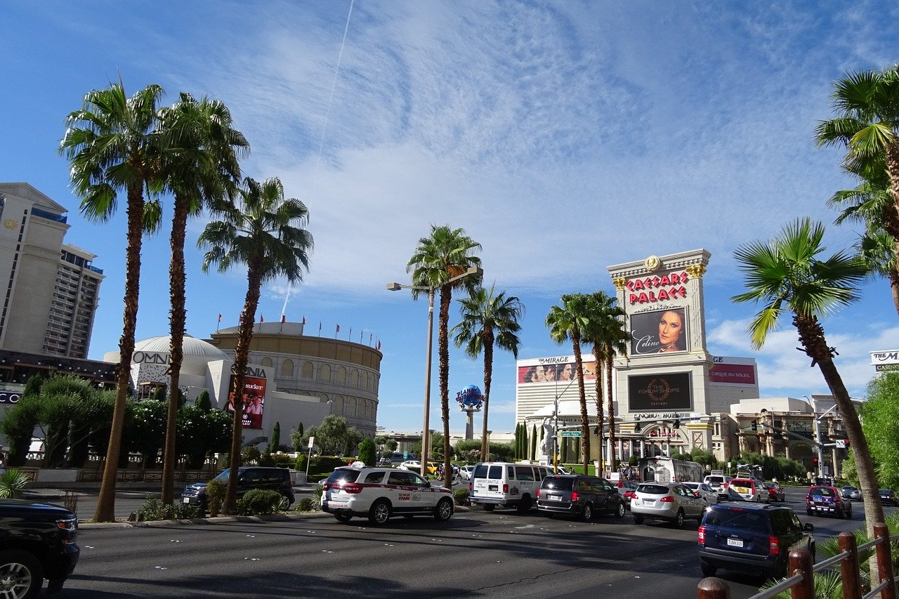 Washingtonia filifera a Las Vegas