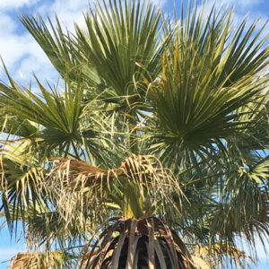 Washingtonia filifera