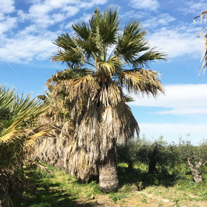 Palma Washingtonia grande