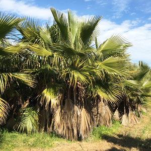 Palma Washingtonia piccola