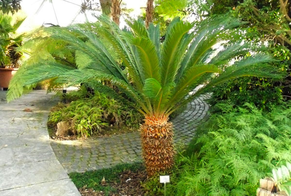 Cycas Revoluta