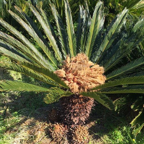 Cycas